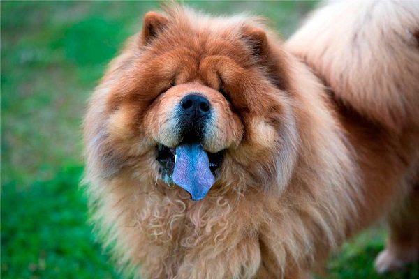 cane chow chow