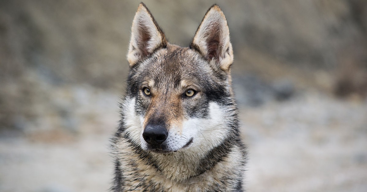 Razze di cani che sembrano degli animali selvatici