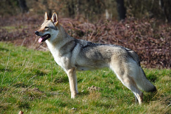 cane lupo cecoslovacco