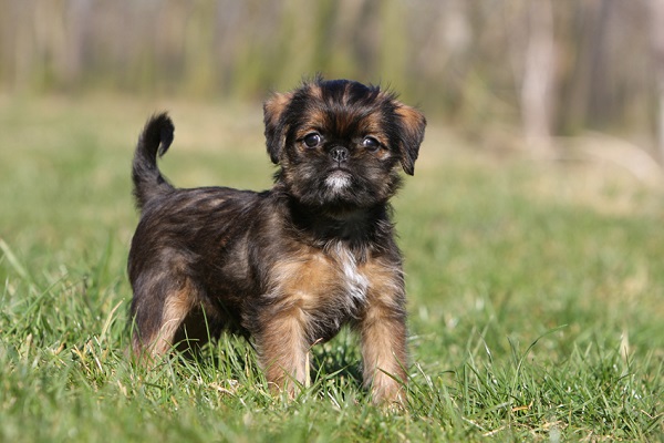 cane grifone di bruxelles