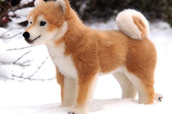 shiba inu cane