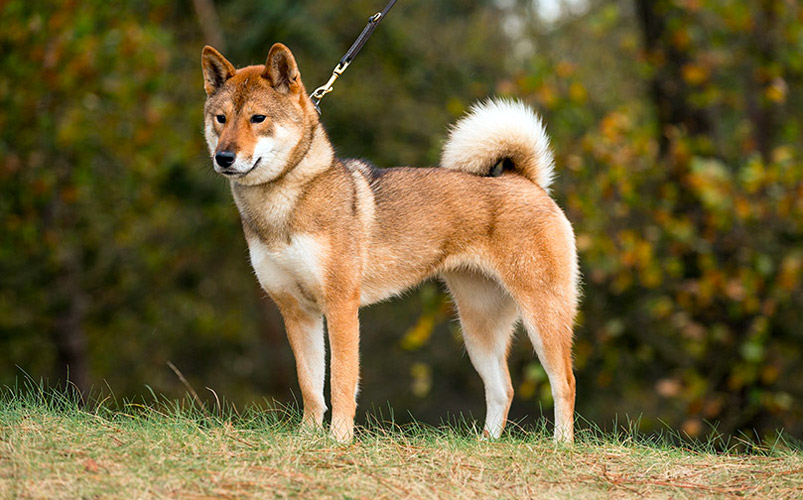 cane Shikoku