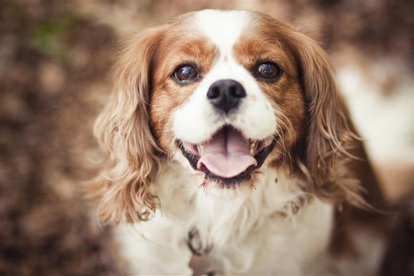 Cavalier king charles spaniel cane 