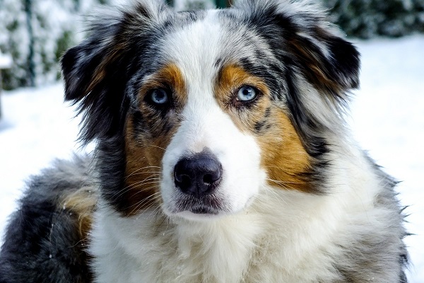 pastore australiano cane