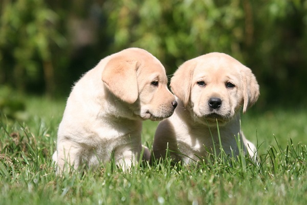 Labrador retriever cani