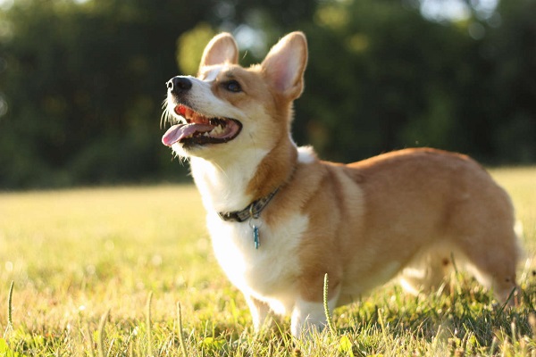 cane corgi