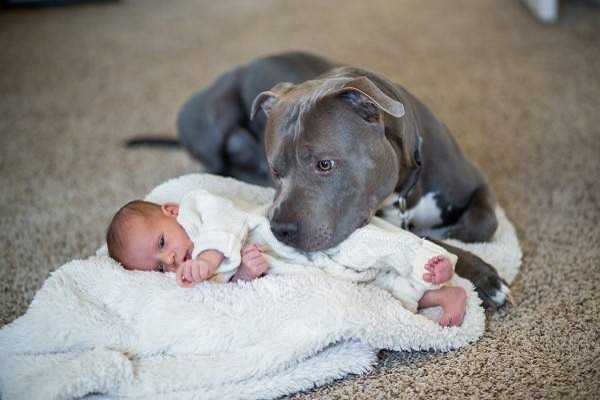 cane pit bull amorevole