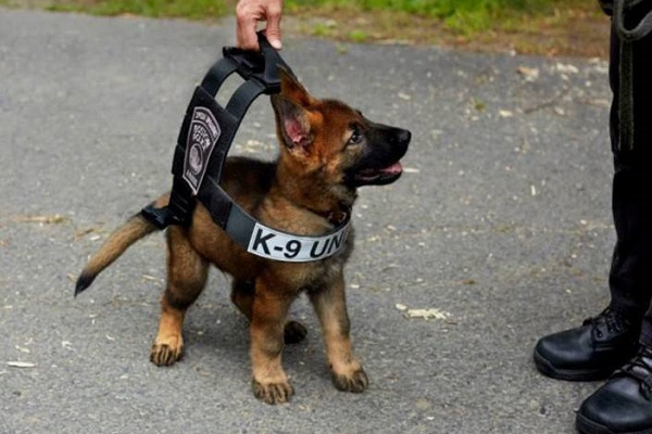 cucciolo di cane pastore tedesco poliziotto