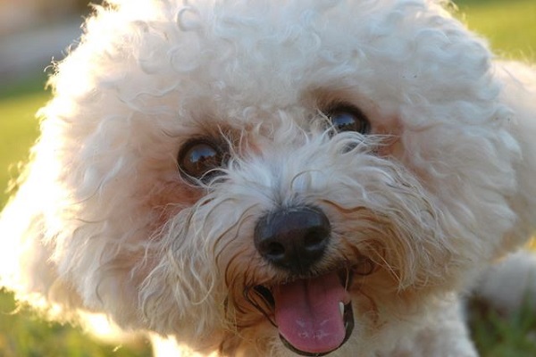 bichon frise cane