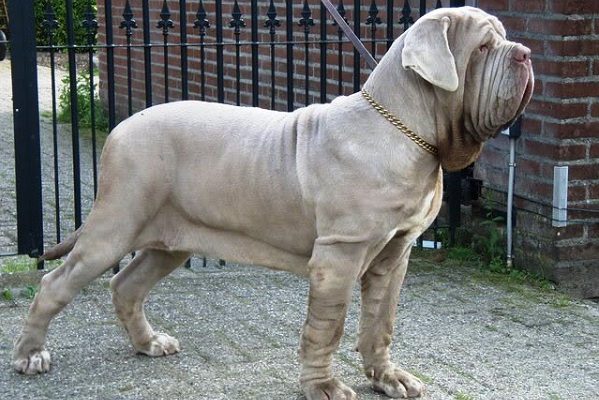 Mastino napoletano cane 