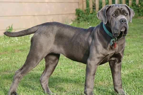 cane Mastino napoletano