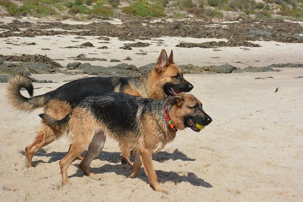 due cani pastori tedeschi