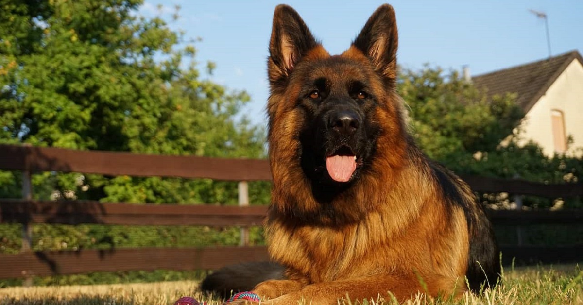 Razze di cani con problemi alle anche: quali sono (e come aiutarli)