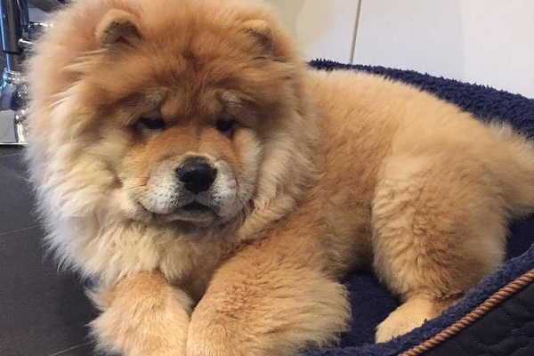 cane chow chow