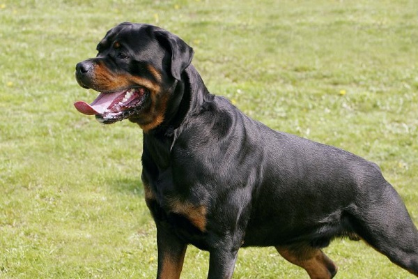 Rottweiler cane