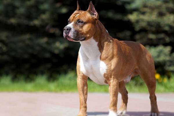 American Staffordshire Terrier cane