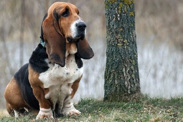 basset hound cane