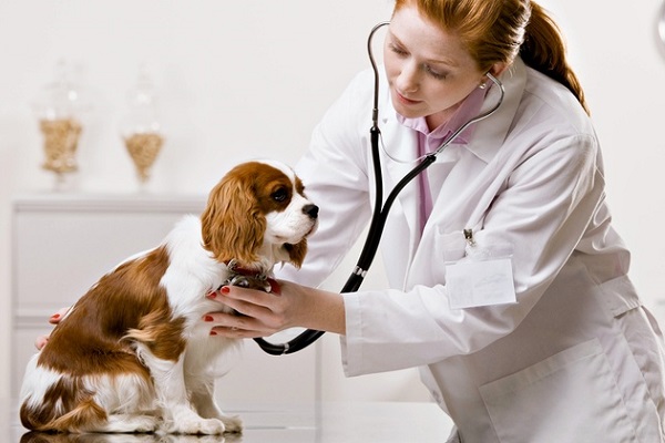 cane dalla veterinaria