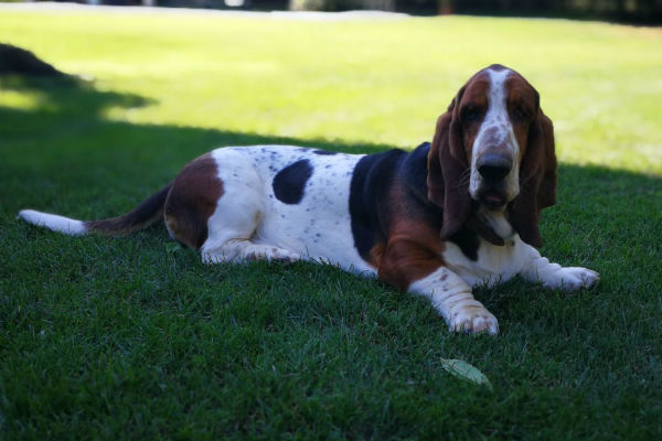 cane coricato