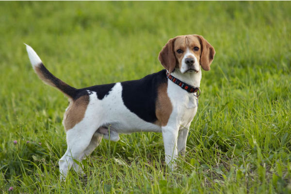 cane sul prato