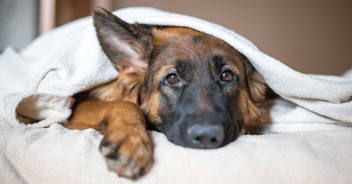 Cani e brodo di pollo: quando è utile darglielo (e come)