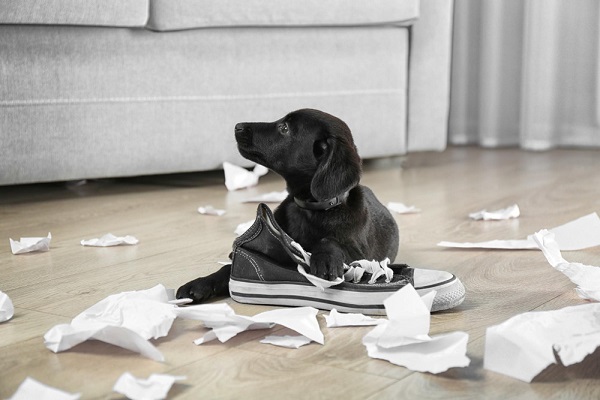 cane che mangia la carta 