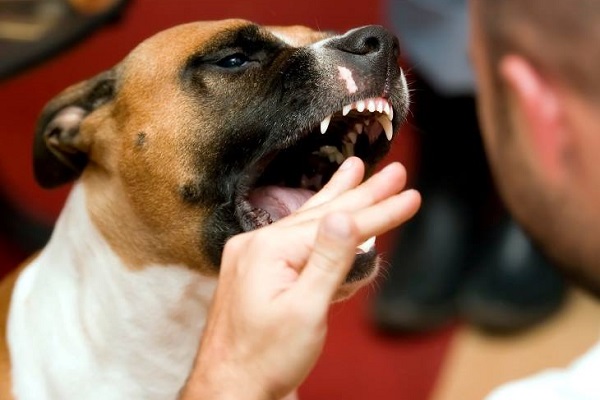 cane aggressivo