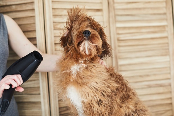 asciugare il pelo del cane