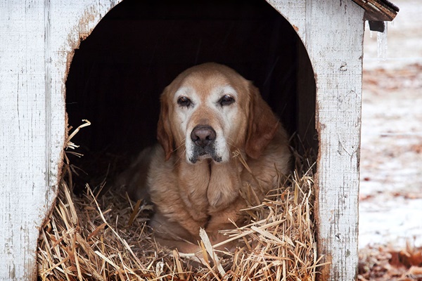 cuccia del cane