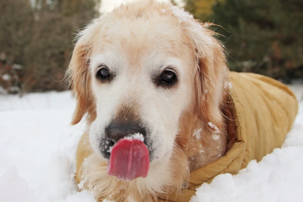 cane mangia la neve