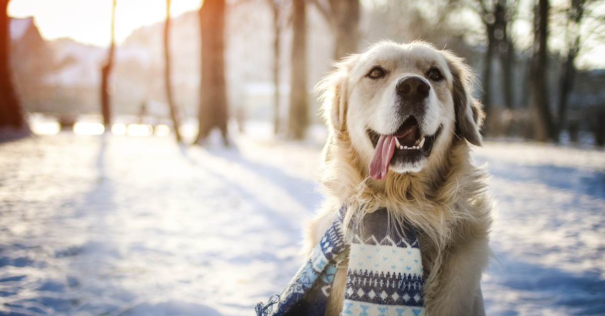 Cani e freddo invernale: 7 modi in cui il gelo li danneggia