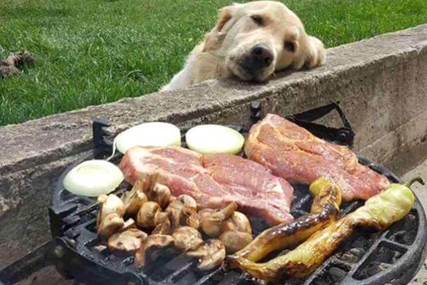cane davanti a barbecue