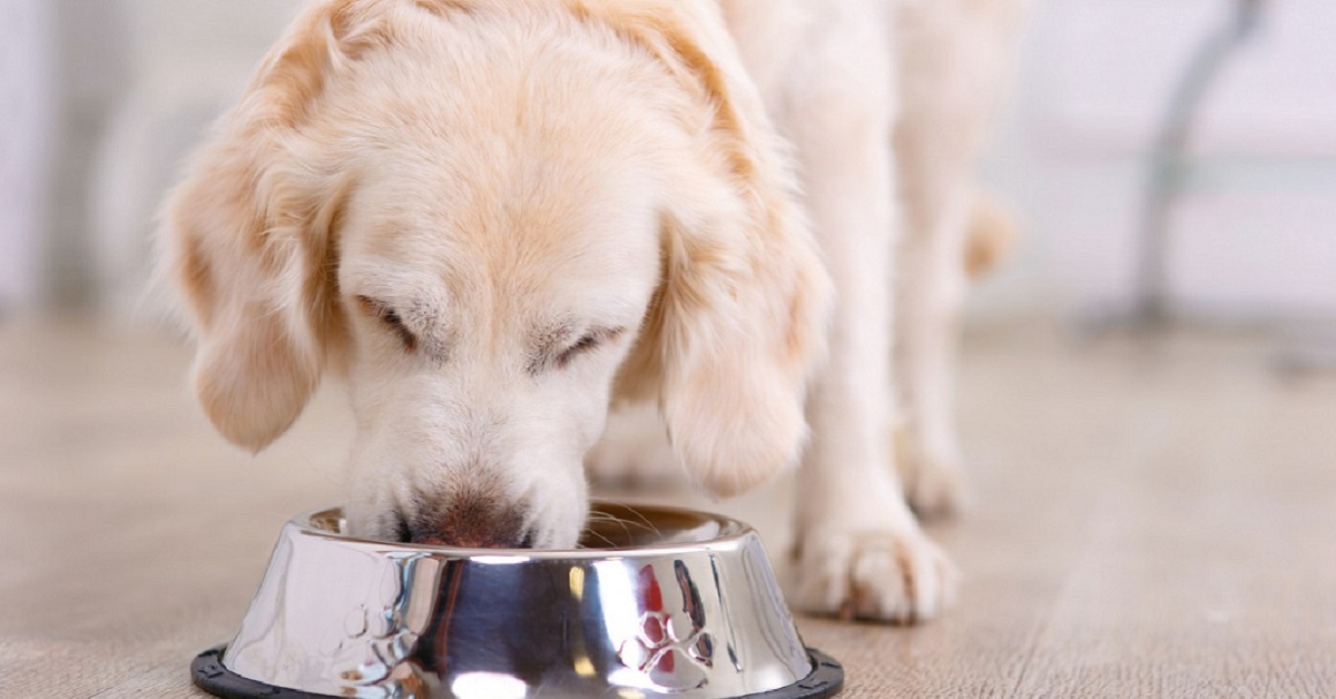 Cani e nuggets: possono mangiarle? O rischiano di stare male?