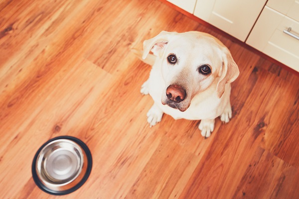 cane aspetta di mangiare 