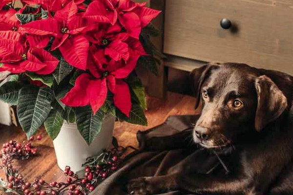 Stella Di Natale Tossica Per Cani.Cani E Piante Invernali Quali Sono Quelle Pericolose