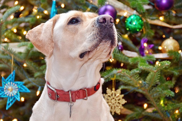 labrador a natale