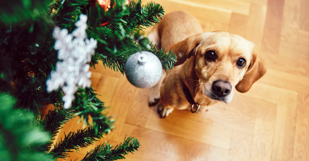 Cani e piante invernali: quali sono quelle pericolose