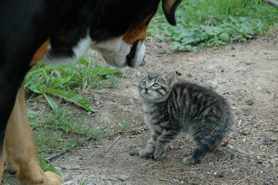 gattino spaventato da un cane