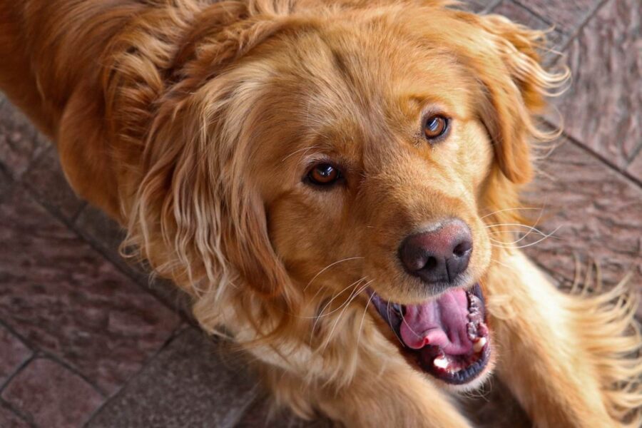 cane golden retriever