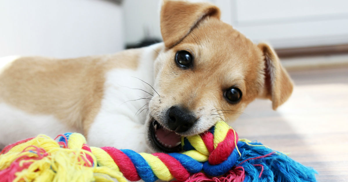 Cani e prodotti per la pulizia: quali tenergli assolutamente lontani