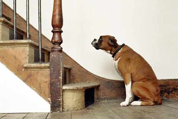 cane ha paura delle scale