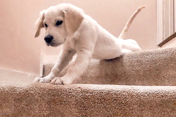 cucciolo sulle scale