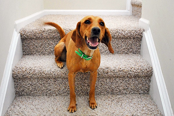 cane felice sulle scale