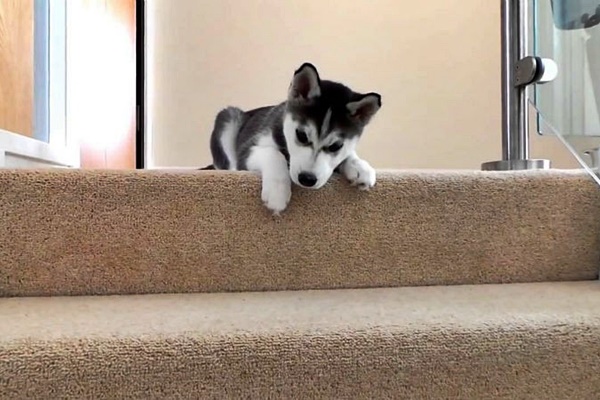 cucciolo di husky