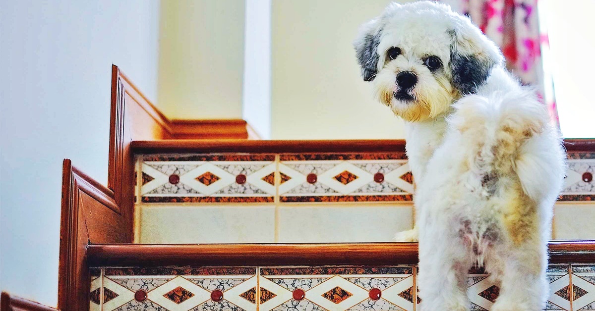 Cani e scale in casa: 5 consigli per la sicurezza di Fido