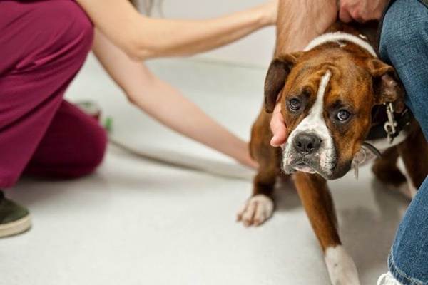 cane dal veterinario