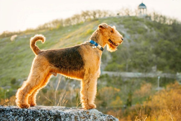 airedale terrier