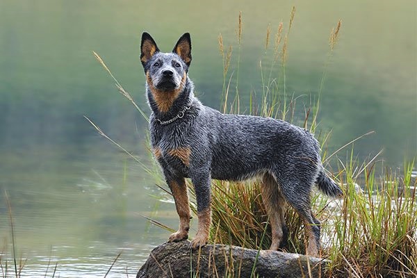 blue heeler 