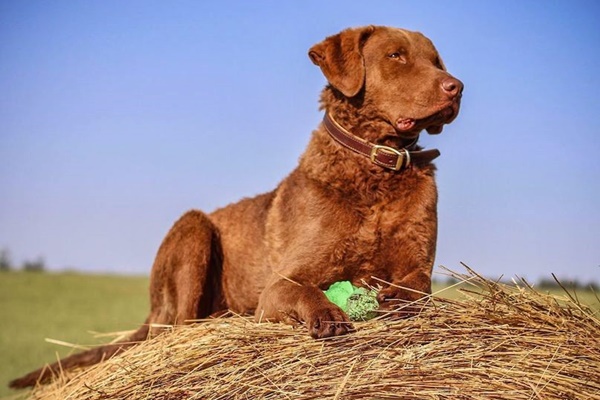 chesapeake bay retriever