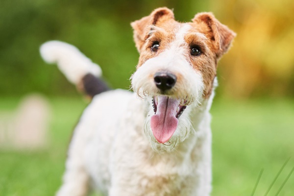 fox terrier